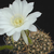 Echinopsis ancistrophora v.  J 243 (Valle Grande, 1500, Arg)
