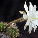 Echinopsis spec. WR 589a (Villa Serano, Bol)