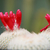 Epithelantha micromeris SB 125