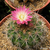 Eriosyce chilensis FK 3 (Pta Molles)