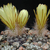 Eriosyce tenebrica ´fankhauseri´ FK 402 (Trapiche)
