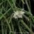 Erythrorhipsalis pilocarpa