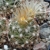 Escobaria missouriensis