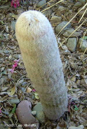Espostoa nana