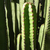 Euphorbia canariensis