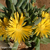 Faucaria albidens