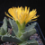 Faucaria tigrina
