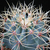 Ferocactus glaucescens