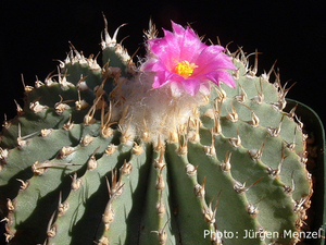 Geohintonia mexicana
