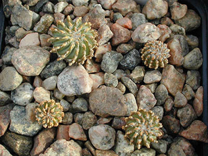Geohintonia mexicana