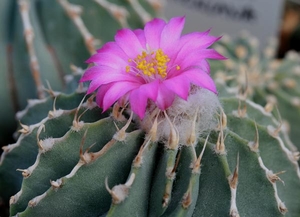 Geohintonia mexicana