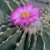Geohintonia mexicana