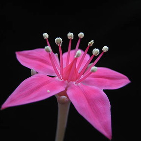 Graptopetalum bellum (Tacitus)