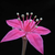 Graptopetalum bellum (Tacitus)