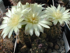 Gymnocalycium andreae MN 80 (Capilla del Monte, Arg)