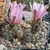 Gymnocalycium bruchii v. brigittae P 214 (Taninga, Cord., Arg)