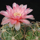 Gymnocalycium schuetzianum FR 430 (Cruz del Eje, Córdoba, Argentina)