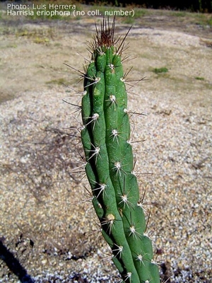 Harrisia eriophora (Baconao, Cuba)