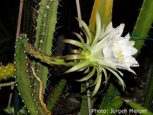 Harrisia jusbertii