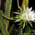 Harrisia jusbertii