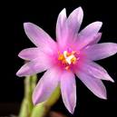 Hatiora rosea v. riograndense AH 384 (South of Cambará, Rio Grande do Sul, Brazil)
