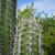 Lemairocereus griseus  MN 300 (Caracasbaai, 5m, Curacao)