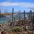 Lemairocereus griseus  MN 306 (Ascencion, 10m, Curacao)