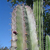 Lemairocereus pruinosus