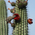 Lemairocereus thurberii