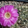 Lobivia oligotricha v. roseiflora