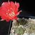 Lobivia arachnacantha v. torrecillasensis MC 5060