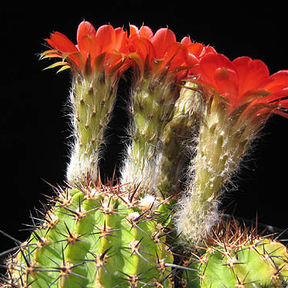 Lobivia aurea v. dobeana WR 527 (Ancasti, Arg)