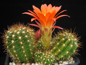 Lobivia maximiliana v. miniatiflora WR 452 (Inquisivi, La Paz, Bol)
