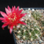 Lobivia tiegeliana v. duursmaiana WR 517 (Trigohuaico, Salta)