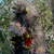 Lophocereus schottii