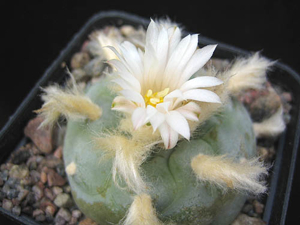 Lophophora diffusa