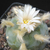 Lophophora diffusa