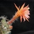 Loxanthocereus gracilis