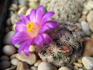 Mammillaria hernandezii
