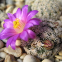 Mammillaria hernandezii