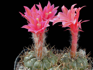 Matucana ritteri KK 711