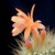 Matucana weberbaueri subsp. flammea KK 779 (Cajamarca, 2600m, Peru)