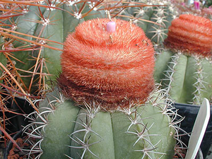 Melocactus matanzanus