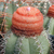Melocactus matanzanus