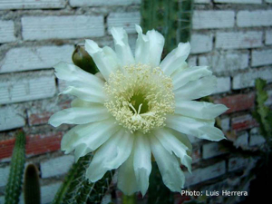 Monvillea cavendishii