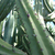Myrtillocactus geometrizans