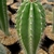 Neobuxbaumia euphorbioides