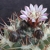 Neowerdermannia vorwerkii