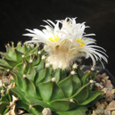 Obregonia denegrii