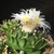 Obregonia denegrii